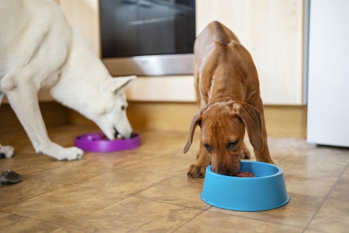 Para Cães Grandes, Escolha uma Ração Natural Específica para o Porte