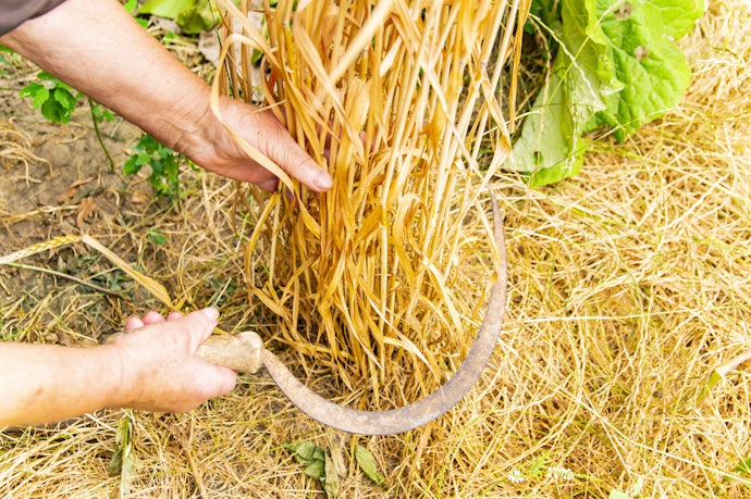 Foices Maiores e Indicadas para Mato Alto Costumam Ter Mais de 1 kg