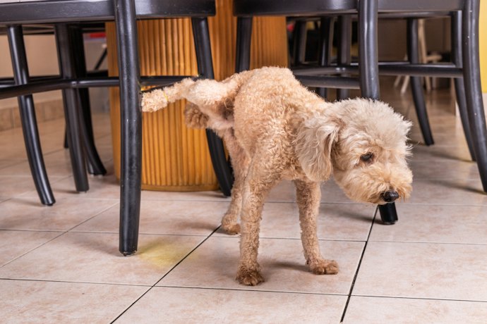Para Evitar que o Cão Volte a Urinar no Local, Escolha Eliminador de Odores Enzimático