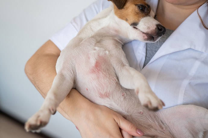 Se Seu Cachorro Sofre com Dermatite Atópica, Opte por Ração com Ômega-3 e 6