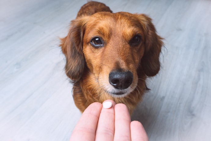 Se Não Sabe Qual Verme o Cão Tem, Opte por um Vermífugo de Amplo Espectro