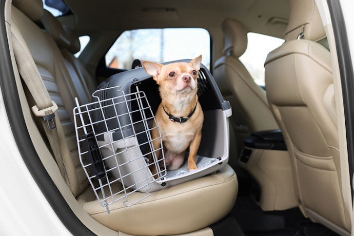 Para Assegurar Conforto, Escolha Caixas com o Dobro da Largura do Corpo do Cachorro