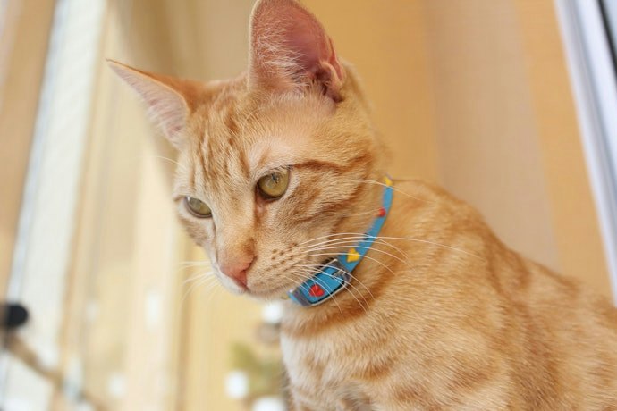 Se Busca uma Coleira Antipulgas para Gatos, Escolha Opções com Indicação Específica