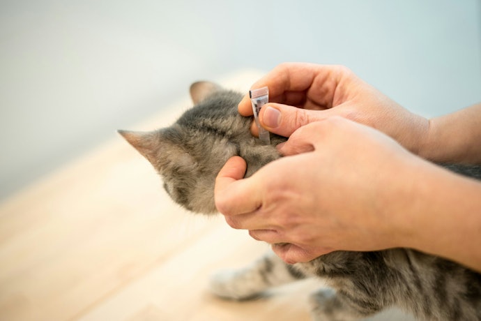 Caso Tenha Apenas Um Gato ou o Pet Seja Arisco, o Vermífugo SpotOn É uma Ótima Opção
