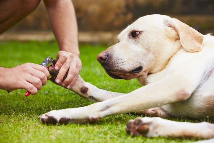 Prefira Modelos com Mais de 12 cm de Comprimento para Cães Grandes