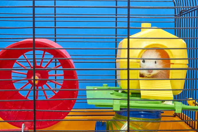 Opte por Gaiolas para Hamster com Brinquedos e Acessórios Inclusos