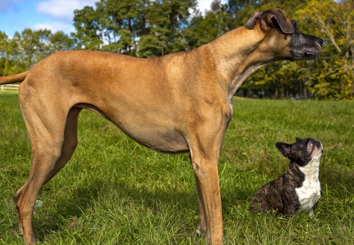 Opte por uma Ração Premium para Cães Adequada para o Porte do Seu Pet