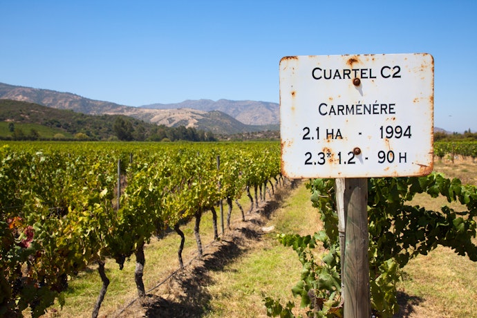 Confira a Região Produtora dos Vinhos Carménère
