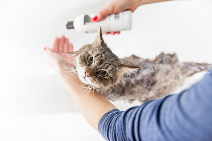Para Evitar Irritações, Prefira Usar Shampoos para Gatos sem Perfume