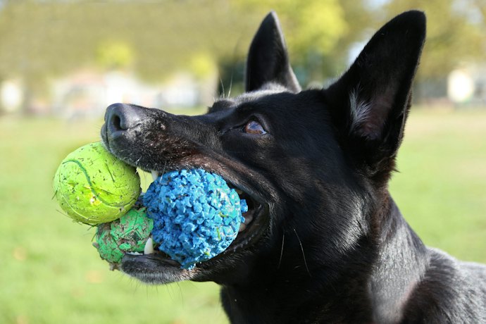 Para Cães Grandes Idosos: Brinquedos Macios, Seguros e Estimulantes