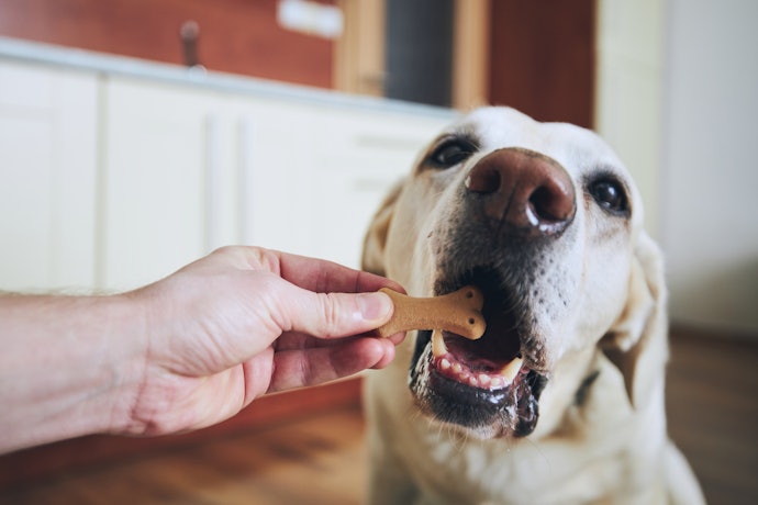 Aposte em Biscoitos para Cachorro Enriquecidos com Vitaminas, Minerais e Outros