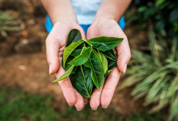Prefira os Chá Mates Brasileiros e os Chá Verdes Asiáticos