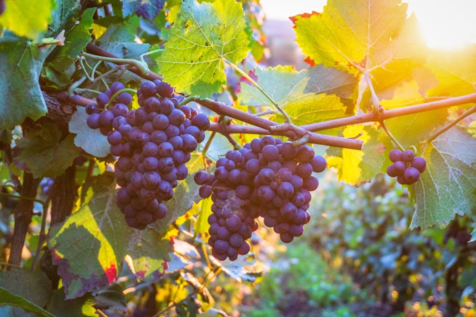 Escolha o Vinho Português com Base nas Uvas