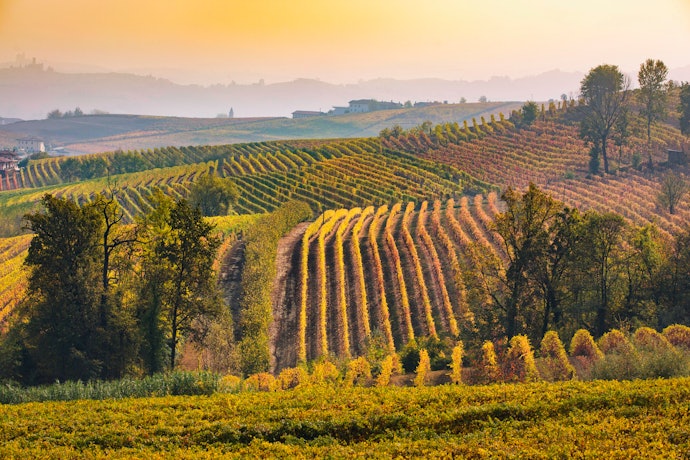 Confira a Região Produtora para Ter Informações Sobre o Terroir do Vinho