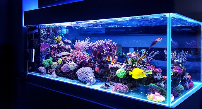 Para Aquários com Mais de 100 L, Invista em Filtros com Vazão a Partir de 300 L/h
