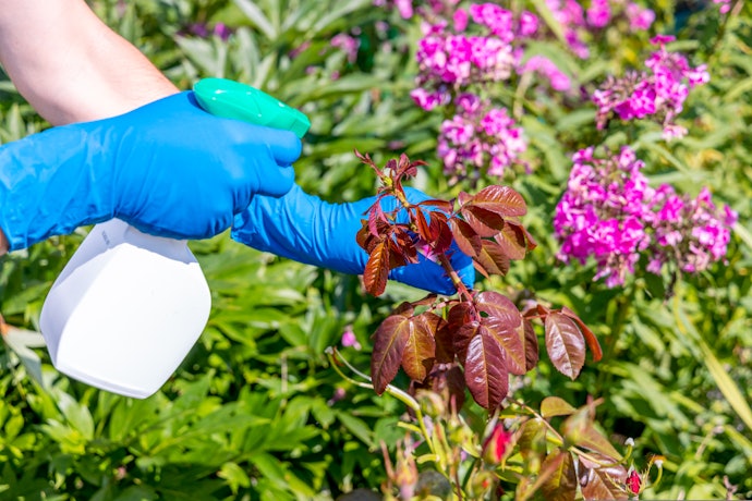 Se o Objetivo É Economizar, Avalie se o Rendimento É Adequado à Quantidade de Plantas