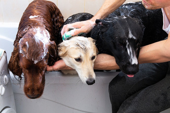 Cães com Pele e Pelo Normal: Shampoos Neutros com Ativos Hidratantes e Emolientes