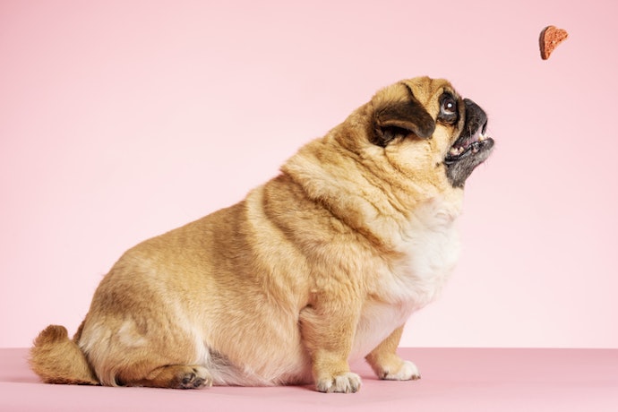 Para o Cachorro Pequeno Acima do Peso, Escolha Ração Light