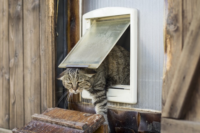 Se For Instalar em Locais Expostos ao Sol, Prefira Portas para Gatos de ABS
