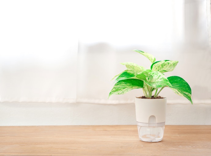 Se Sempre Esquece de Regar, Escolha um Vaso de Planta Autoirrigável