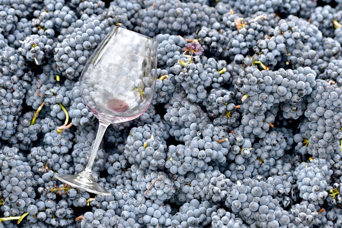 Prefira Vinhos Feitos Integralmente com Uvas Pinot Noir