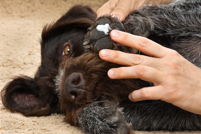 Cães Sensíveis ou Idosos? Priorize Fórmulas Hipoalergênicas de Rápida Absorção