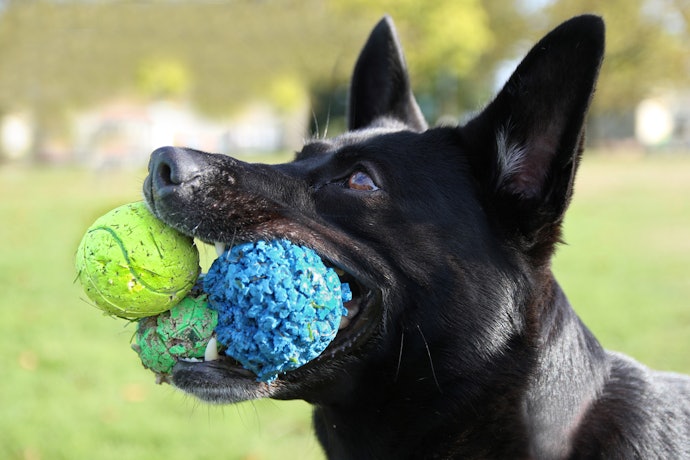 Para Cães Grandes Idosos: Brinquedos Macios, Seguros e Estimulantes