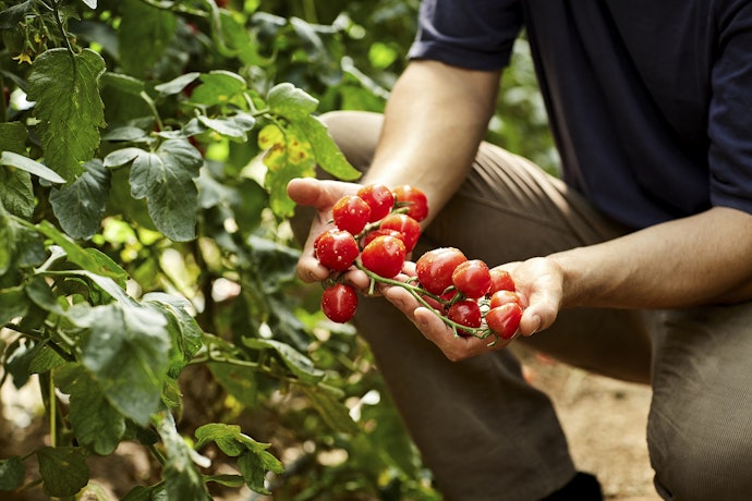 Para Uma Opção Mais Natural e Sustentável, Invista em um Extrato de Tomate Orgânico
