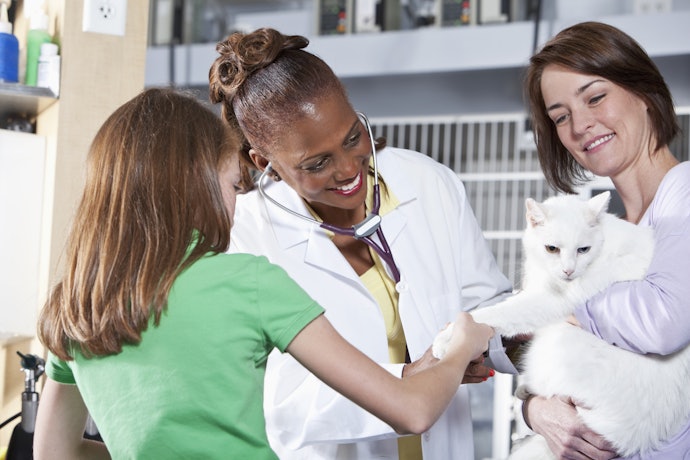 Caixas com 4 Comprimidos Oferecem Melhor Custo-Benefício para Quem Tem Mais Gatos