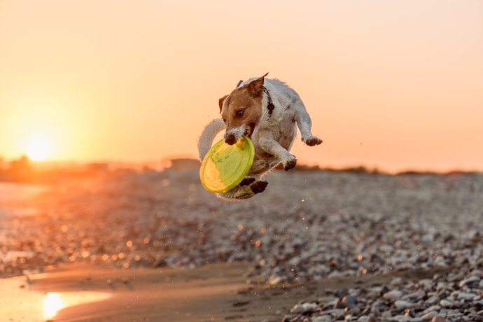 Para Brincar com o Pet, Gaste Energia Física com Bolas, Cordas e Frisbees