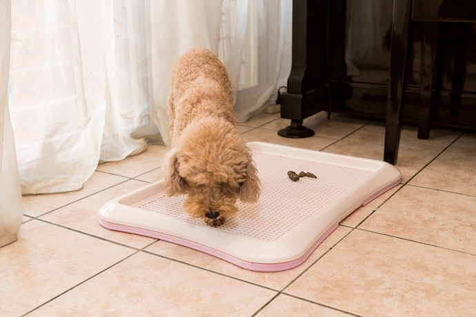 Privilegie Sanitários com Base Antiderrapante para Segurança do Cachorro