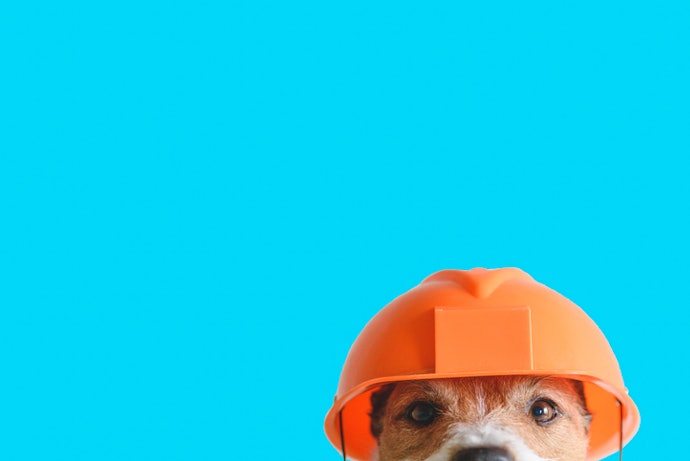 Para Segurança do Pet: Procure Ingredientes Chave e Normas no Rótulo