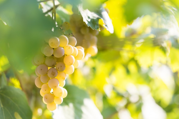 Conheça os Tipos de Uva Usados na Produção do Vinho Branco Suave