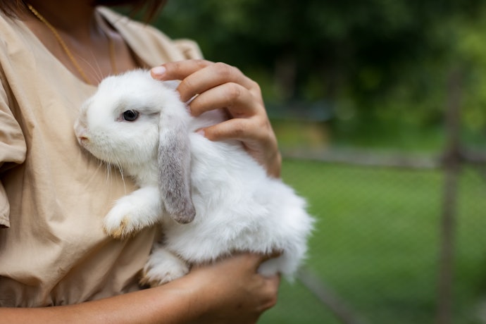 Prefira o Shampoo Cruelty-Free e Vegano para Cuidar dos Fios sem Afetar os Bichinhos