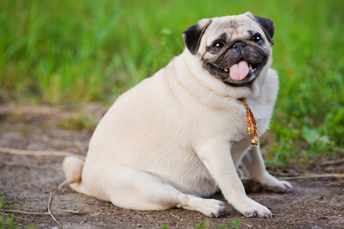 Se Procura Ração para Pug Obeso, Opte pelas Menos Calóricas, com Até 3.000 kcal/kg