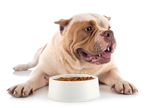 Um American Bully Adulto Deve se Alimentar de Rações para Sua Idade