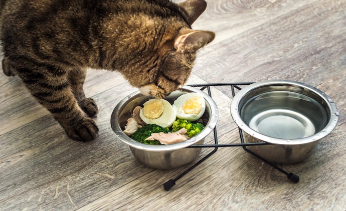 Para Maior Higiene, Escolha um Comedouro para Gatos de Inox, Vidro Temperado ou Porcelana