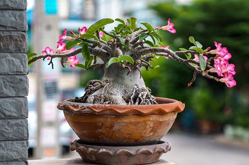 Escolha uma Cor que Harmonize com Sua Rosa do Deserto