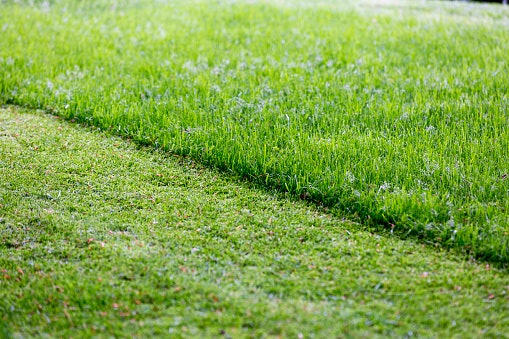 Para Deixar o Gramado Sempre Baixo, Opte por Cortadores com Altura Entre 2 e 5 cm