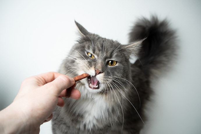 Conheça os Benefícios Extras que o Petisco para Gatos Podem Oferecer