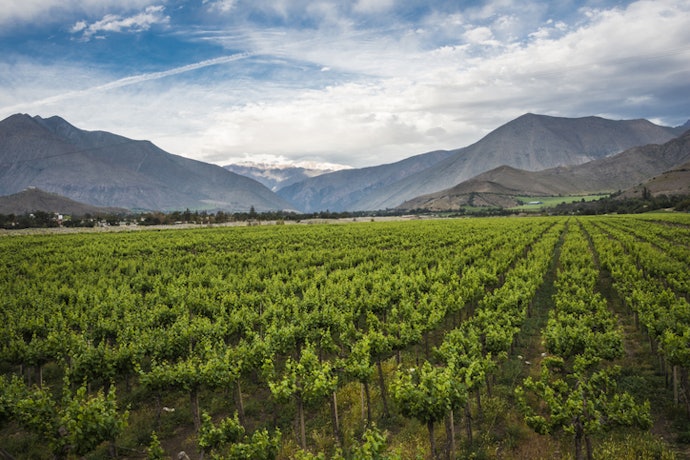 Se Quiser Explorar Opções Internacionais, Escolha Vinho Argentino, Chileno, Português e Outros