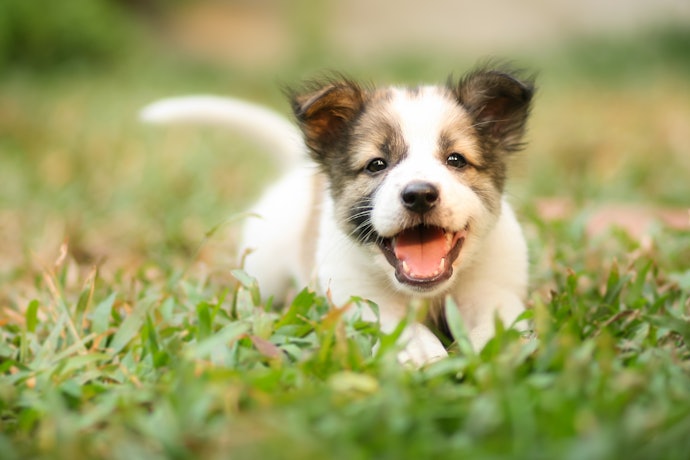 Se Você Tem um Cão Bebê, Escolha Antipulgas Específicos para Filhotes