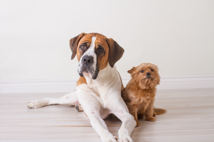 Escolha a Ração Light para o Cão Conforme o Porte do Animal