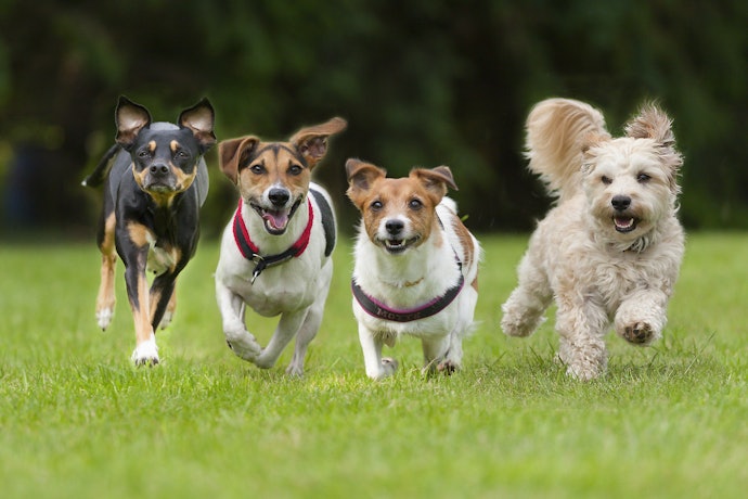Confira a Proporção de Proteína Bruta da Ração Premium para Cachorro