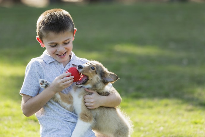 Escolha um Mordedor Adequado para a Idade do seu Cão