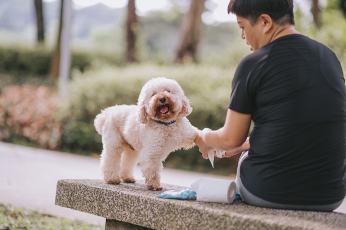 Para Higienizar Patas Após Passeios, Escolha Lenços Sem Álcool e com Ativos Hidratantes