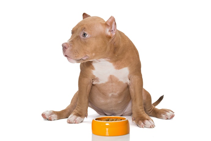 Conheça Outros Nutrientes Importantes para Seu Cachorro, como Vitaminas e Minerais