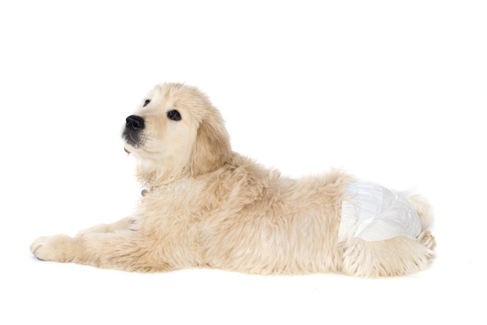 Macho ou Fêmea? Escolha de Acordo com o Sexo do Cão