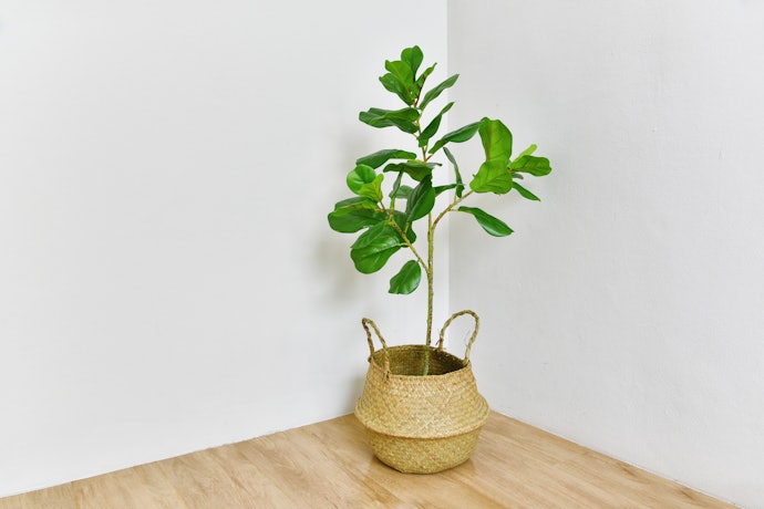 Confira as Dimensões das Plantas!