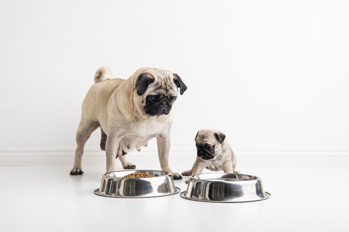 Quer Oferecer uma Ração de Alta Qualidade para Pug? Prefira Opções Super Premium